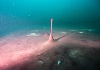 A purple bulge of microbes on the bottom of a lake